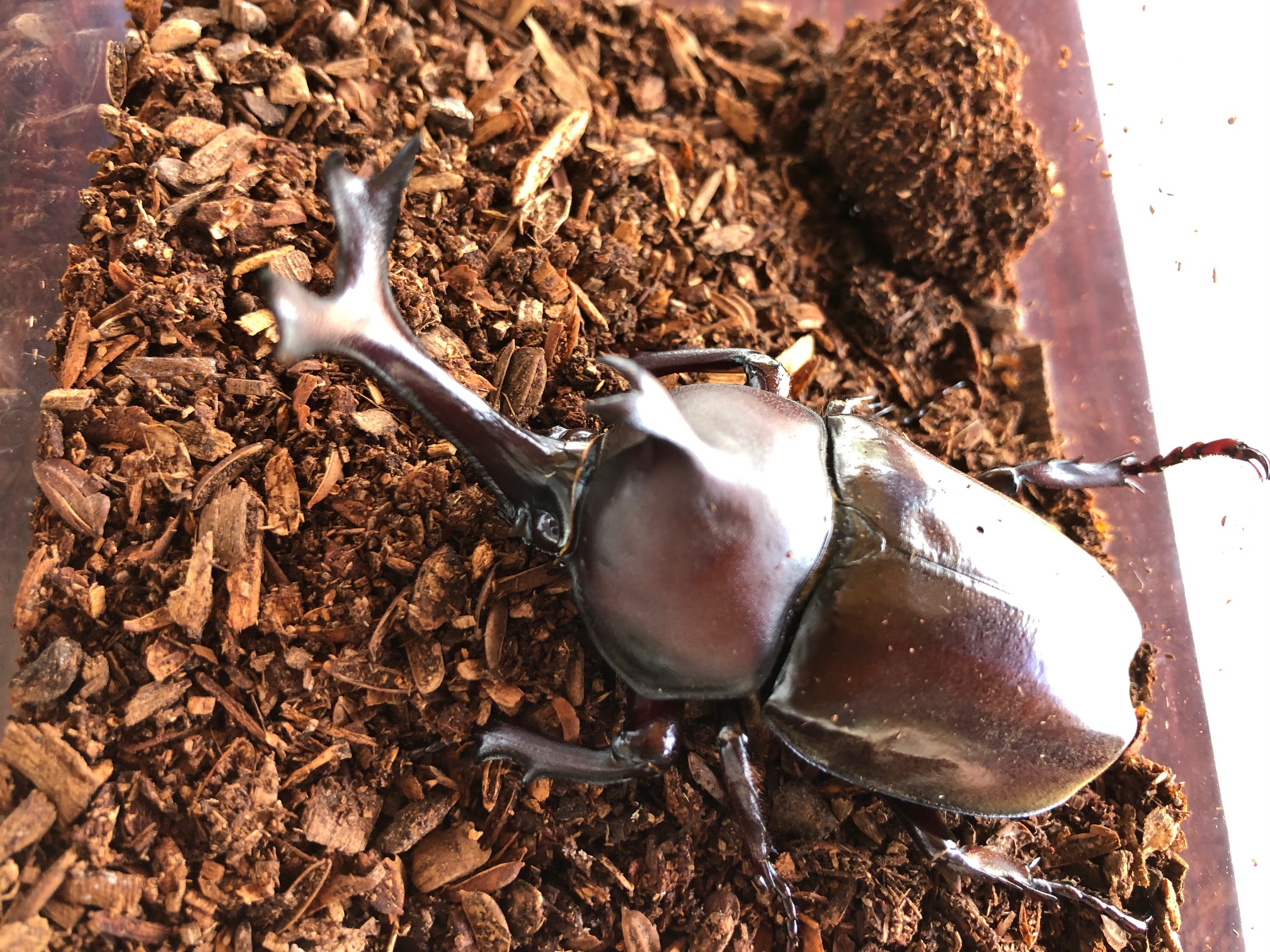 大倉ふるさとセンター カブトムシ販売 まだまた元気に待っています カブトムシ オス メス セットで1000円 定義 カブトムシ販売 カブトムシ カブトムシ T Co Cudgkdihoi Twitter 大倉ふるさとセンター カブトムシ販売 まだまた元気に待っています カブトムシ オス メス セットで1000円 定義 カブトムシ販売 カブトムシ カブトムシ T Co Cudgkdihoi Twitter