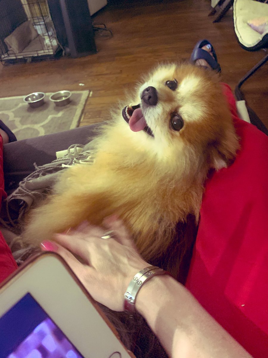 FierceOkatu's tweet photo. This moment of extreme bliss is brought to you by #pomeranians and footrests.
#HugoThePom https://t.co/10kNqD0EXQ