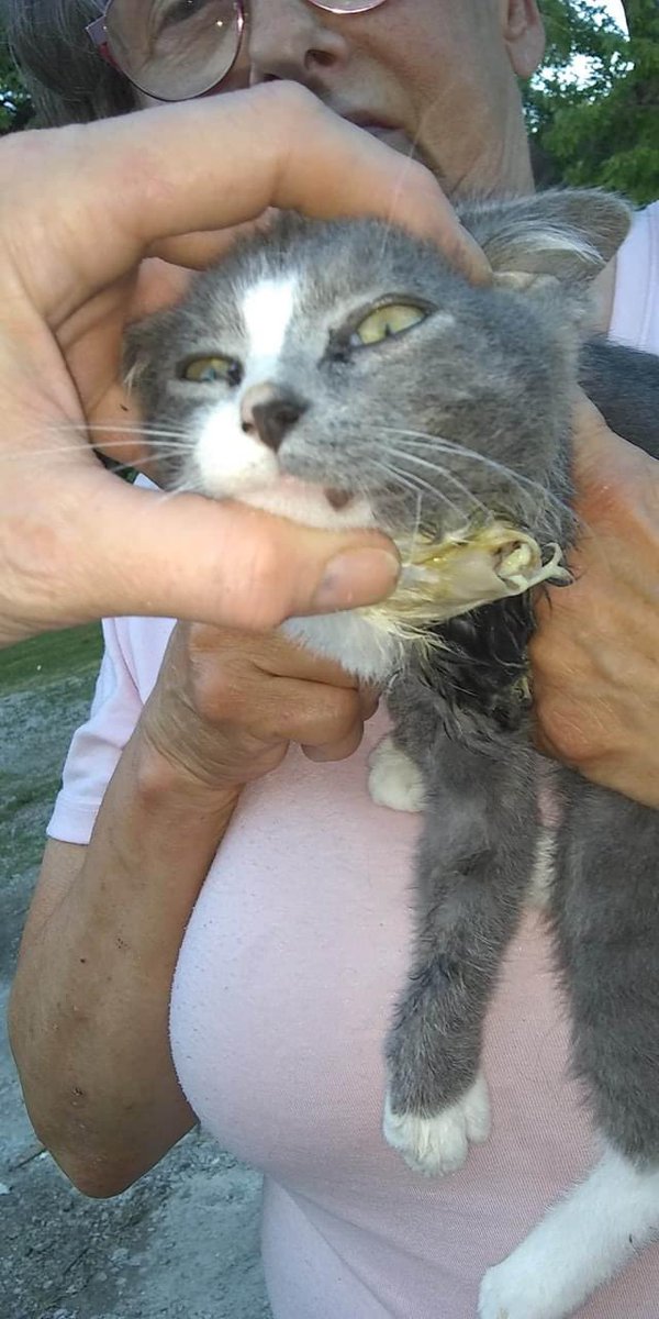 STL_SSLP's tweet image. 🚨 EMERGENCY 🚨 Our funds are extremely low right now, but we couldn’t let these babies suffer! Thoughts, prayers, RTs &amp;amp; #donations are extremely appreciated! PayPal.me/savingstlouisp… #cats #catsofinstagram #Caturday #rescue #rescuecats #CatsOfTwitter #Urgent #Emergency