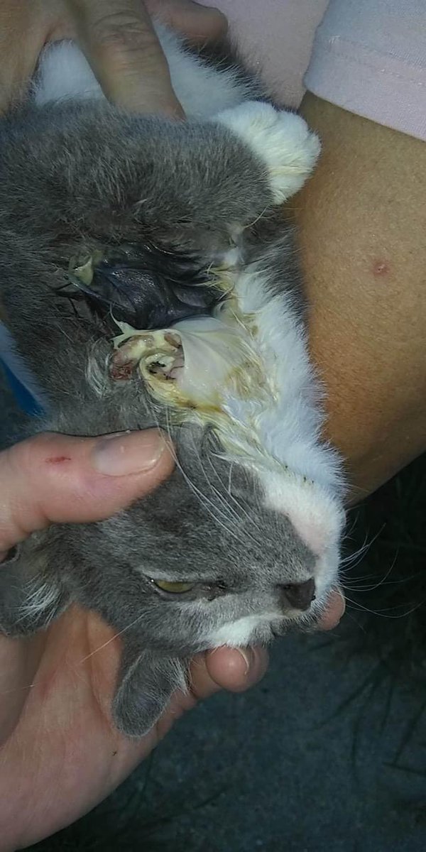 STL_SSLP's tweet image. 🚨 EMERGENCY 🚨 Our funds are extremely low right now, but we couldn’t let these babies suffer! Thoughts, prayers, RTs &amp;amp; #donations are extremely appreciated! PayPal.me/savingstlouisp… #cats #catsofinstagram #Caturday #rescue #rescuecats #CatsOfTwitter #Urgent #Emergency