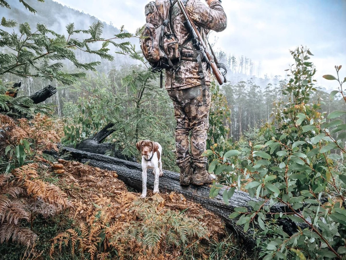 RealtreeDog's tweet photo. Doesn't get better than this.

📷: @markus.jenkins.39 https://t.co/CTBIXMol6d
