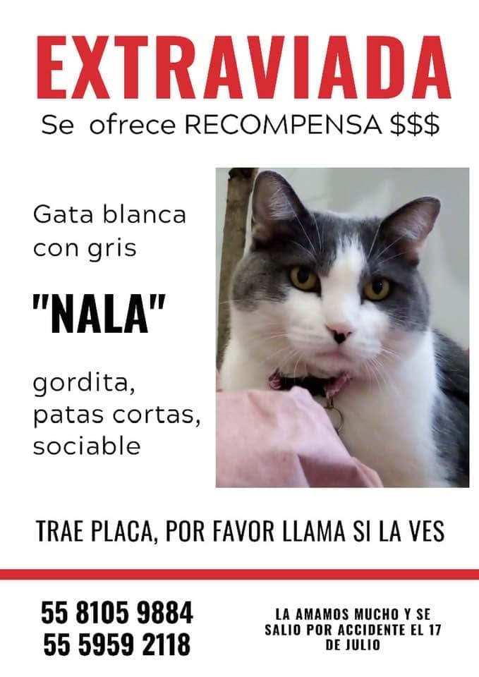 CatQueen000's tweet photo. Buscando a Nala, perdida 17 julio en @LaRomaDF CDMX. Porta collar con placa. @gatitos_qctd @GatitosCdmx @KoshkaElGatito @lausaysmeow @LordGatus @MascotasSismo @Apoyo_Croqueton @pikis_deolarte @animalitoscdmx @Unidos_Buscando @gatos_en @RucadelosGatos @akyoshi09 https://t.co/FUaonu4MTo