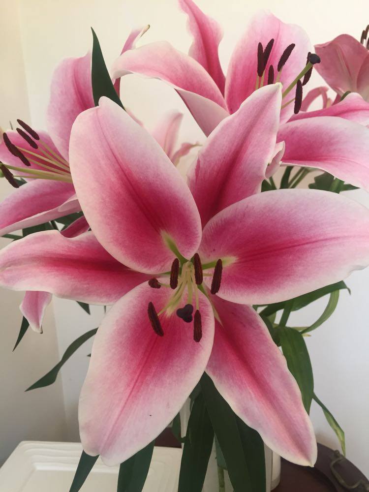 maxbrind's tweet image. In this world you can be anything. Be kind always. #staykindmovement  #cooltobekind  staykind.org