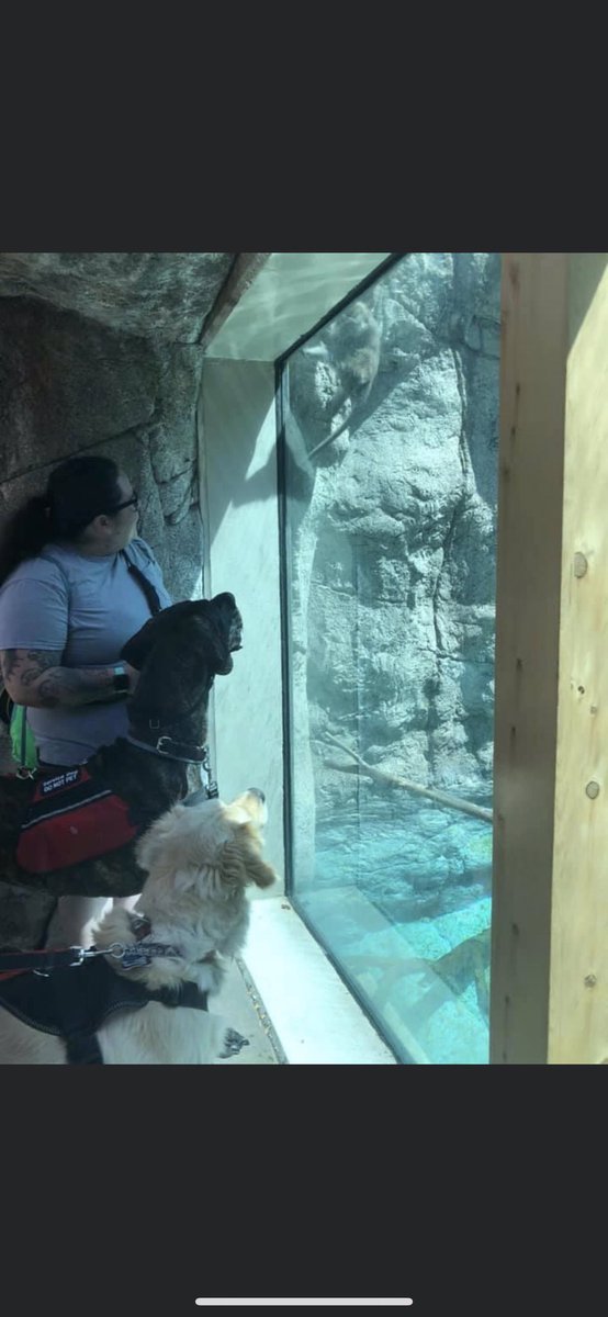 britc0715's tweet photo. Took Ace to the zoo! Animals loved seeing him! #indianapoliszoo https://t.co/Eae86iwG7J