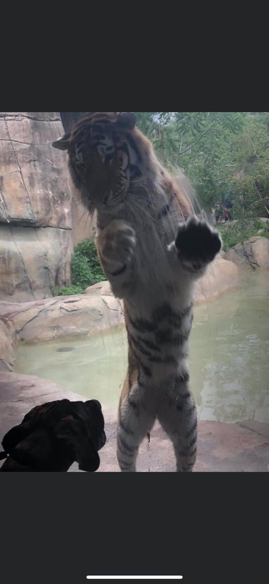 britc0715's tweet photo. Took Ace to the zoo! Animals loved seeing him! #indianapoliszoo https://t.co/Eae86iwG7J