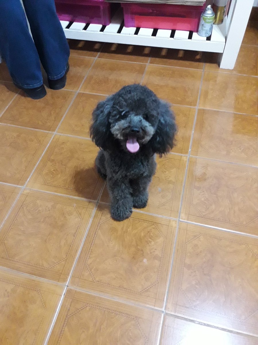 KGarazzino's tweet photo. Tu mascota // de quien lleva el nombre https://t.co/NRB55C9Rxb