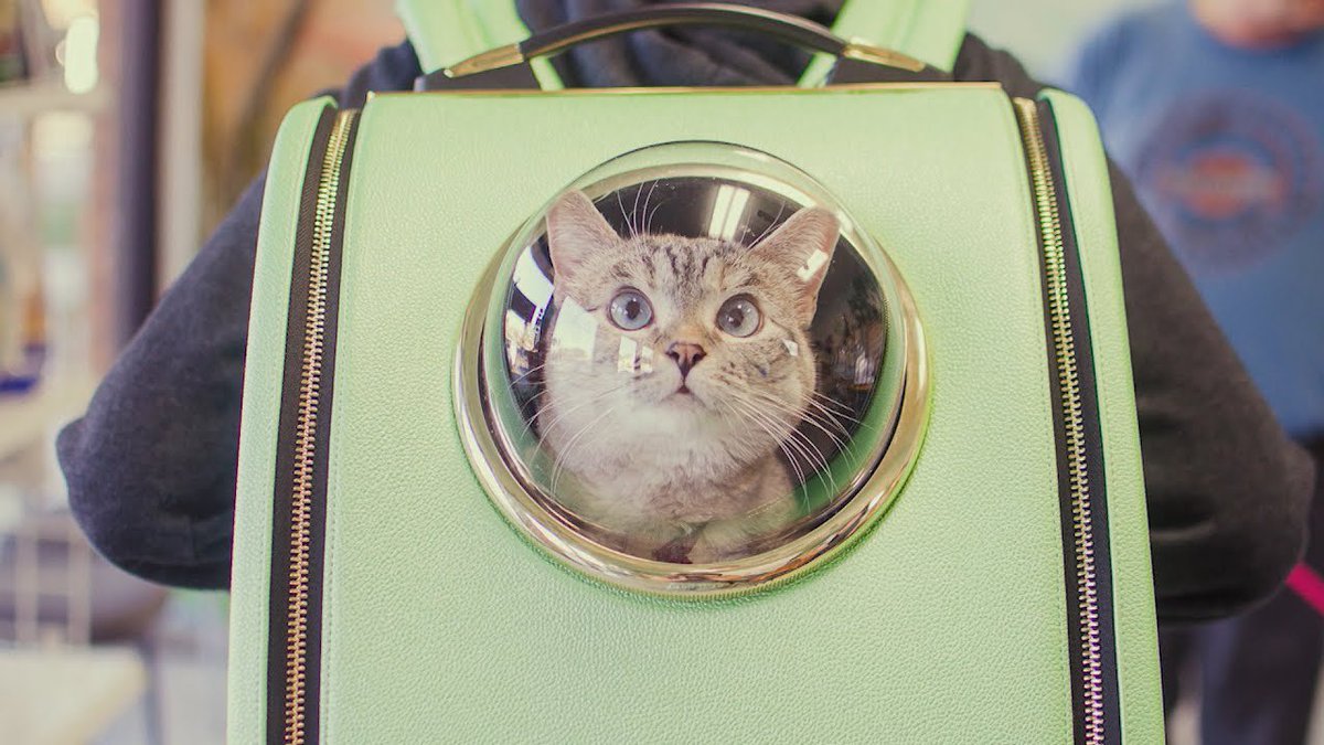 jack campbell- the art of the apology by lauren m bloom- a backpack full of cats - a deep abiding love for everyone he has ever played with