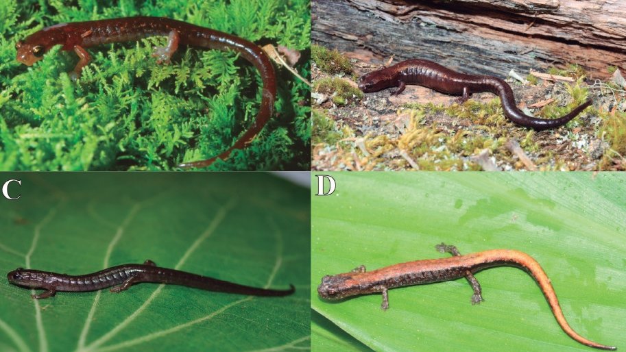ap0c0n0's tweet photo. Describen 5 nuevas especies de salamandras del género Chiropterotriton, endémico de México.
➡️Consulta el artículo completo:
https://t.co/UzOUeYIZa2
#SpNov #México #Mexico #Biodiversidad #Biología #Taxonomía #Porquesonbonitos #Filogenia #salamandras
Imagen tomada de ActaPeerJ https://t.co/syjOvIm4cB