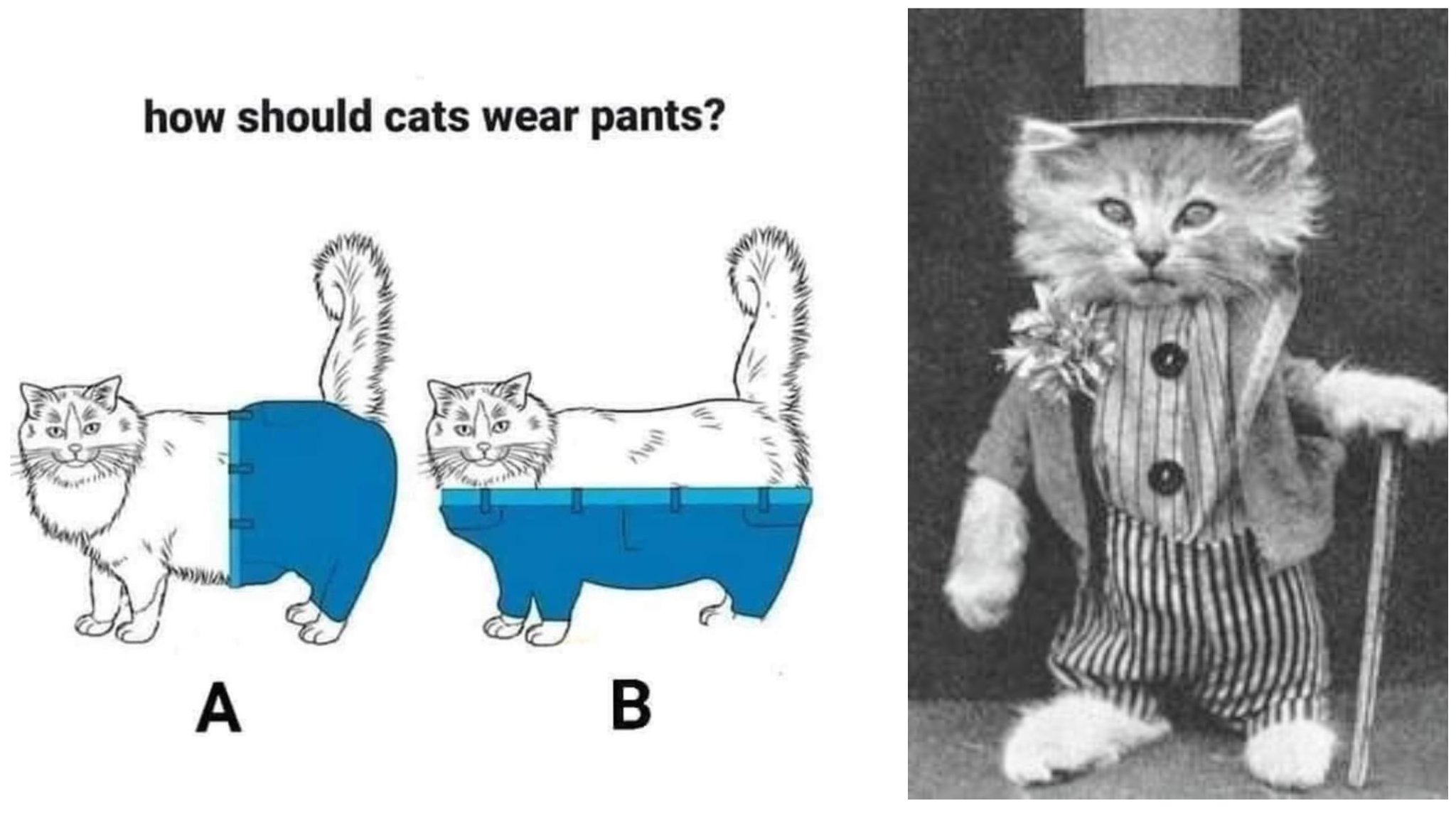 Diane Wallace on X: How should cats wear pants? I think this