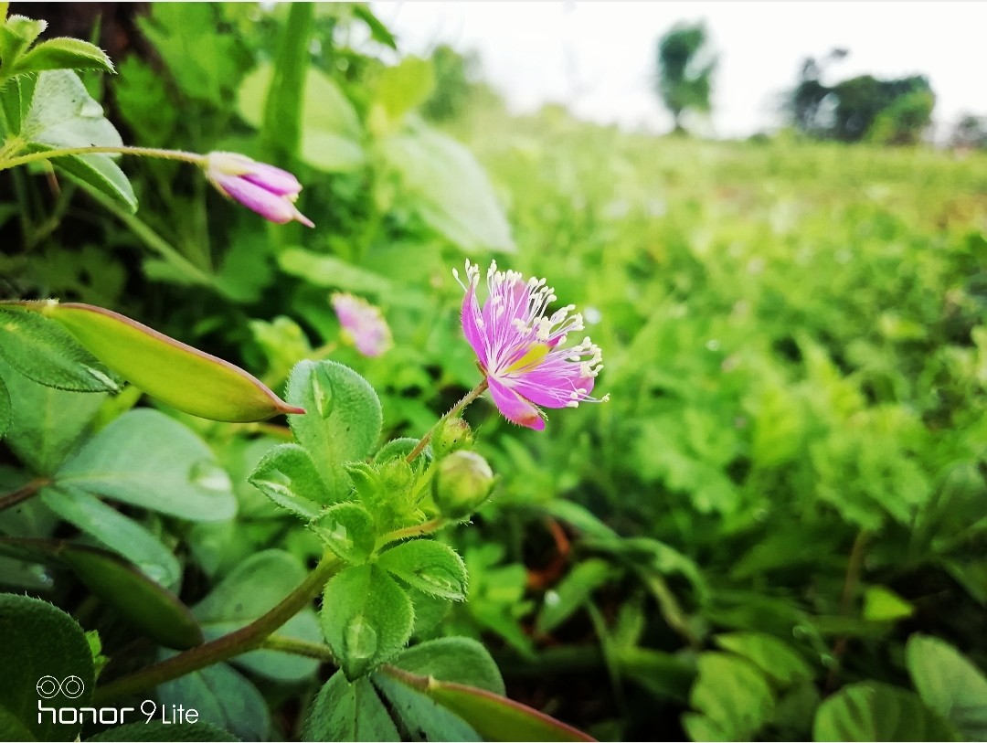 LionNerve's tweet photo. ದೇವರು ಸೃಷ್ಟಿಸಿದ ಹೂ 🌺🌸 https://t.co/hi4ziwF3OR