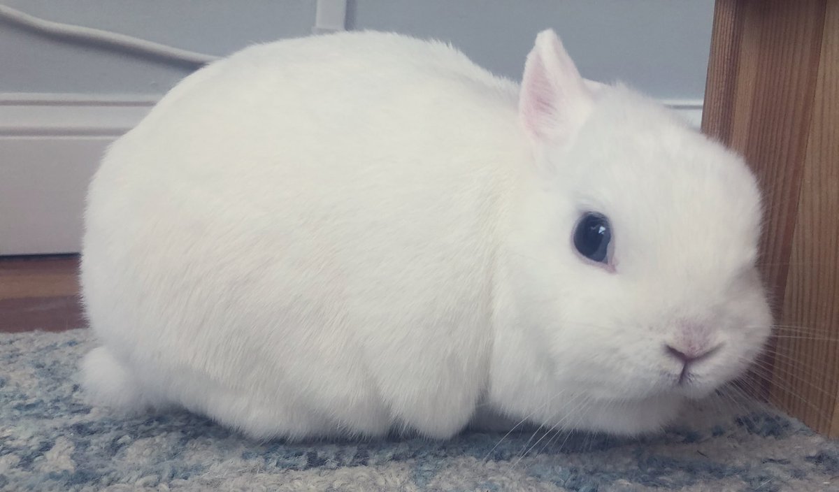 MagicZeBunny's tweet photo. DAY 2 + mes got fuzz on mes eyeball. OMBBB! Can you even?! Not to worry. Hoom got dat off immediately. I thumped but got a yummy blueberry {since my ear also went missing} #PalChallenge #EarIsGone #FuzzOnMesEye 😭 https://t.co/vExUTU7Xkj
