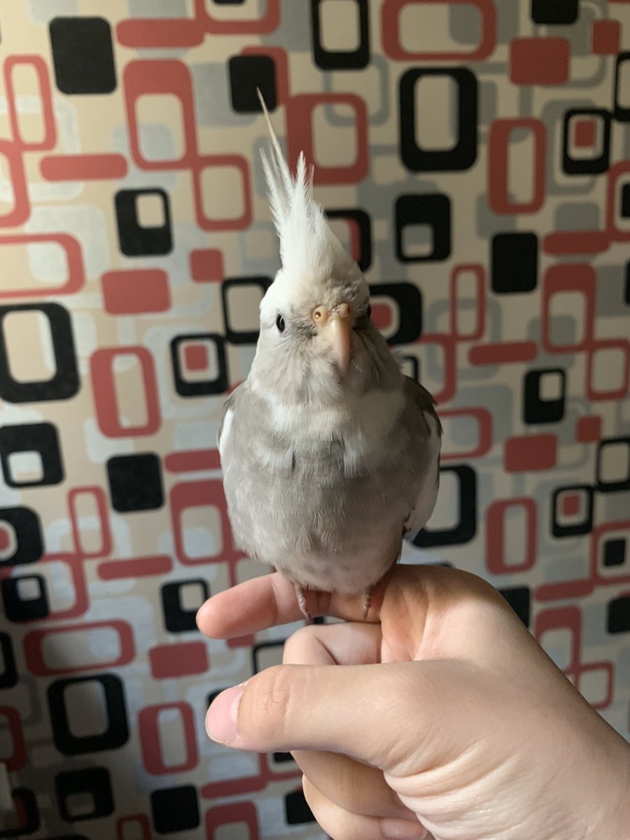 pxlation21's tweet photo. As requested by my goodest friend 😊
@sobalovestamago 
#pixelart #pixel #pixelarts #pixels #pixelartist #pixelartists #birb #bird #pixelbird #pixelanimal #animal https://t.co/00qK6RV4Ul