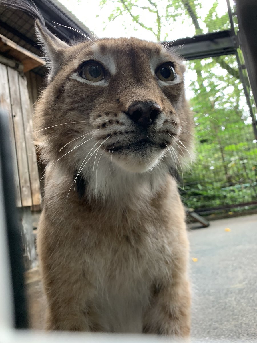 羽村市動物公園 昨日のクイズの答えは キリリとした表情がとてもかっこいい シベリアオオヤマネコ のチップでした おくち マズル のぷっくりとしてるとこが 個人的には大好きなのです 反則なほどにかわいい それでいてイケメン 羽村市動物