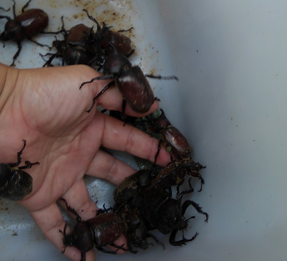 オイカワ丸 飼育個体放逐の生態系への悪影響として 遺伝的に異なる在来集団との交雑 飼育個体との交雑による野外個体の変化 外来寄生生物の拡散 餌資源などを巡る同種他種との予期せぬ競合 などを考えています 加えて 殖やし過ぎたから捨てる という