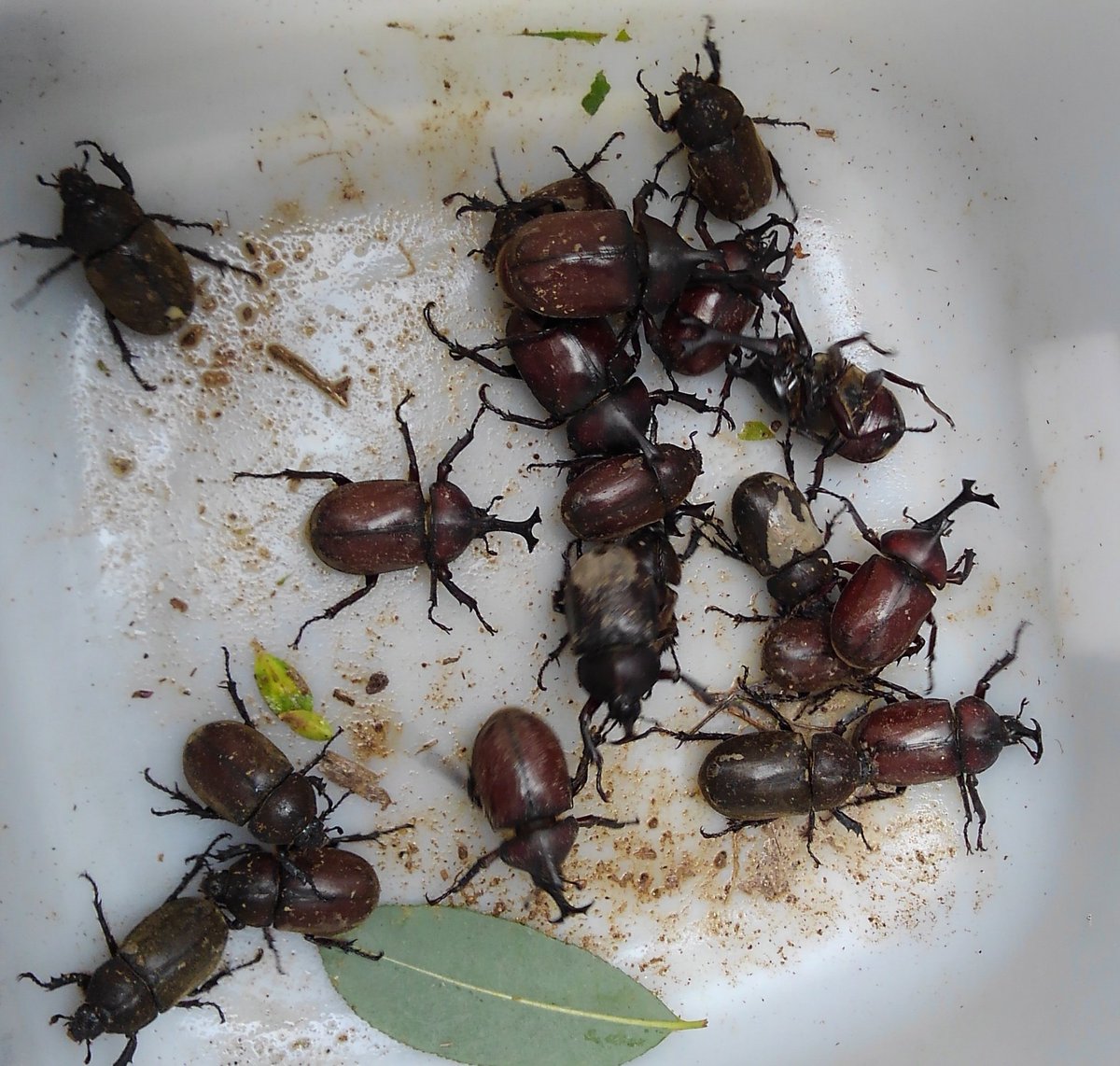 オイカワ丸 飼育個体放逐の生態系への悪影響として 遺伝的に異なる在来集団との交雑 飼育個体との交雑による野外個体の変化 外来寄生生物の拡散 餌資源などを巡る同種他種との予期せぬ競合 などを考えています 加えて 殖やし過ぎたから捨てる という