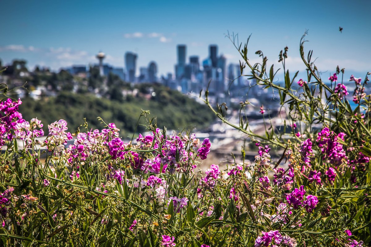 ComprobataPhoto's tweet photo. Scenic views from a potential future livestream location. 👀 #Ageto #Views #Seattle #SeattlePhotographer https://t.co/XDZAUaucw7