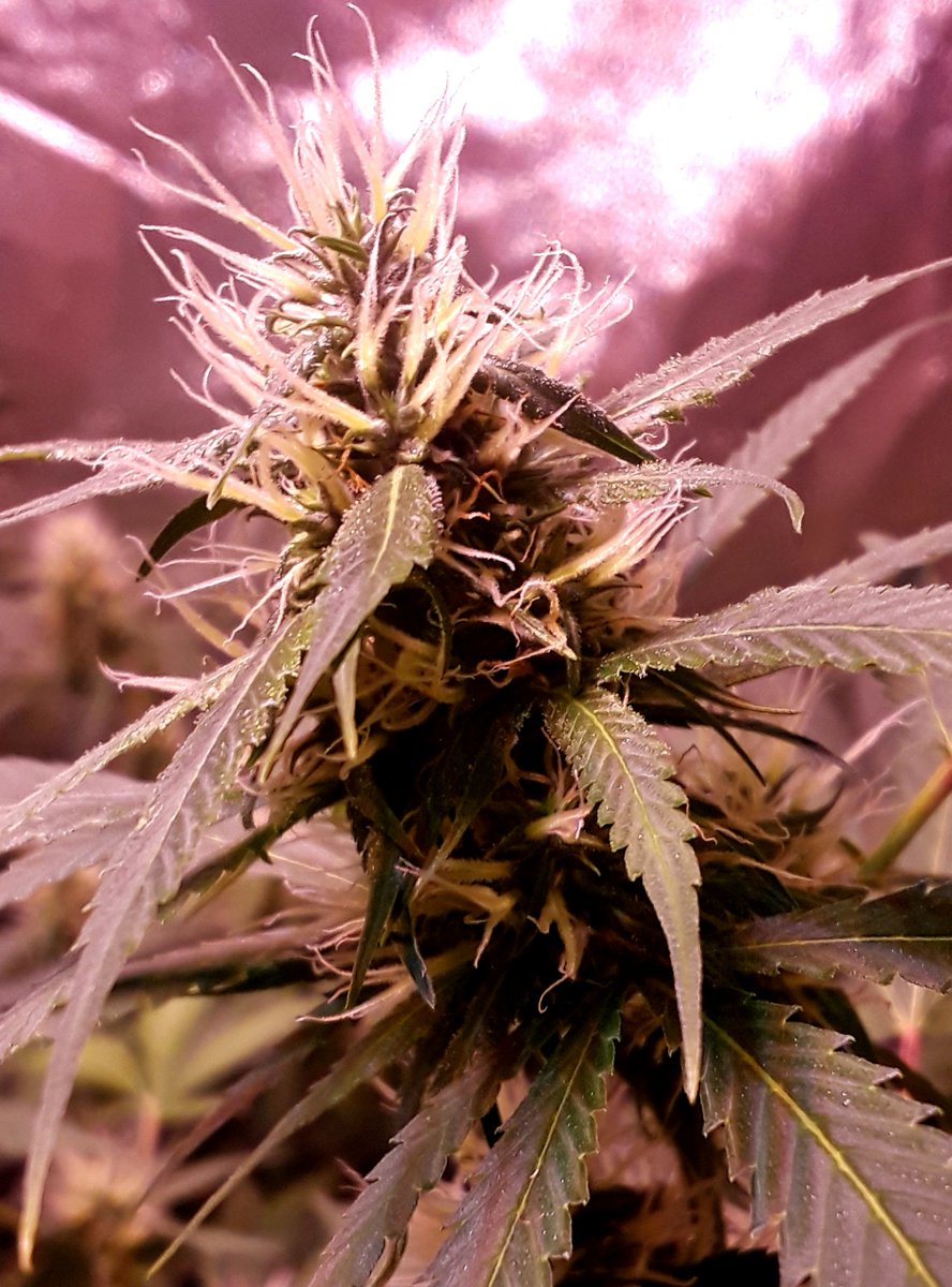 Day 42 #GrowYourOwn

#GratefulForNaturalMedicine #IAmCannabis🌱