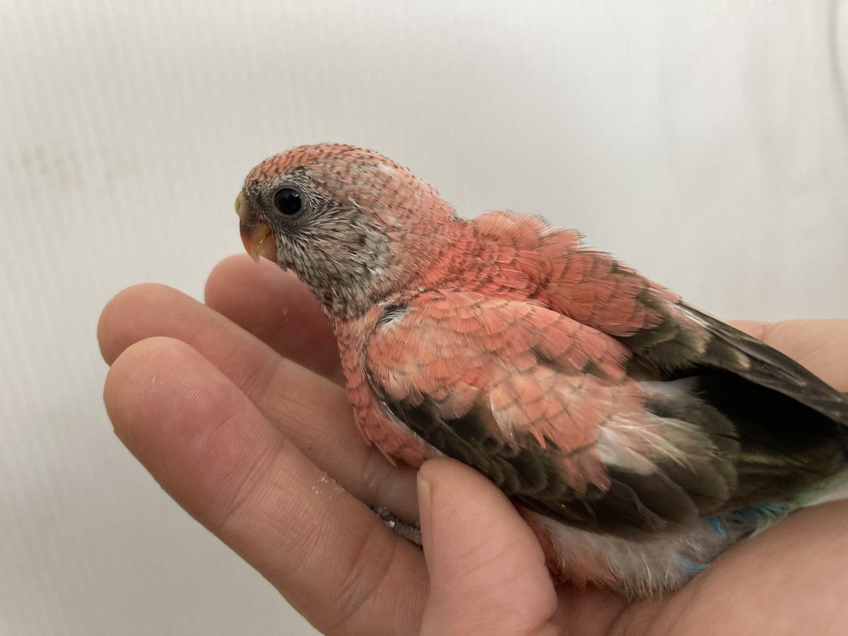 ペットランドあつまれ三ヶ森店 他のインコたちです アキクサインコ コザクラインコ ゴールデン ボタンインコ ヤマブキ サザナミインコ ルチノー です みんな可愛いですよ インコ いんこ 小鳥 北九州 動物 ペットランドあつまれ三ヶ森店 他のインコたちです アキクサインコ コザクラインコ ゴールデン ボタンインコ ヤマブキ サザナミインコ ルチノー です みんな可愛いですよ インコ いんこ 小鳥 北九州 動物