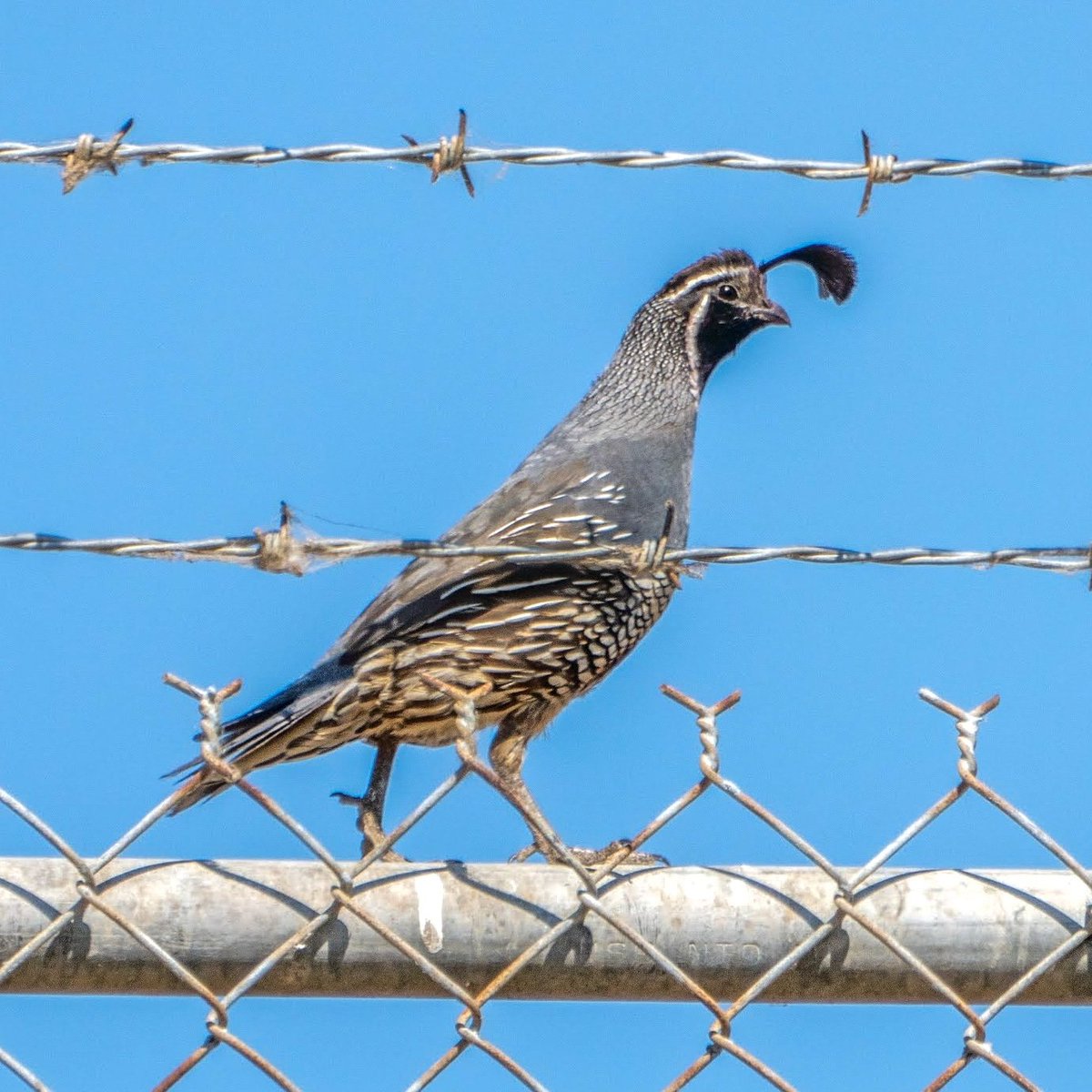 やまめ ついに カンムリウズラ California Quail を写真に収めることができた 胸を張って歩く誇り高きオスでした