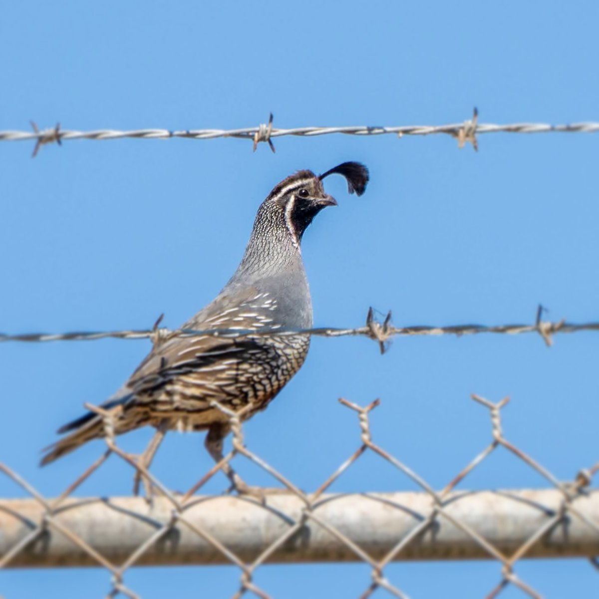 やまめ ついに カンムリウズラ California Quail を写真に収めることができた 胸を張って歩く誇り高きオスでした