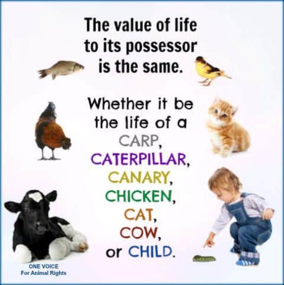 GoVeganWorld's tweet photo. #GoVegan for life! https://t.co/6Q2Ho28USJ