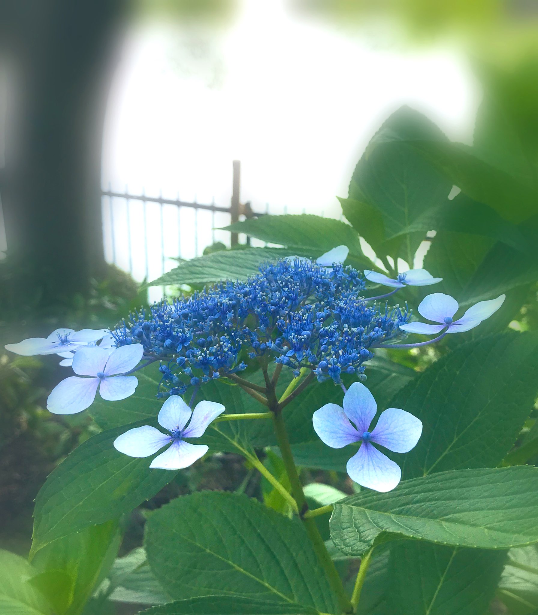 装飾花 Twitter Search Twitter