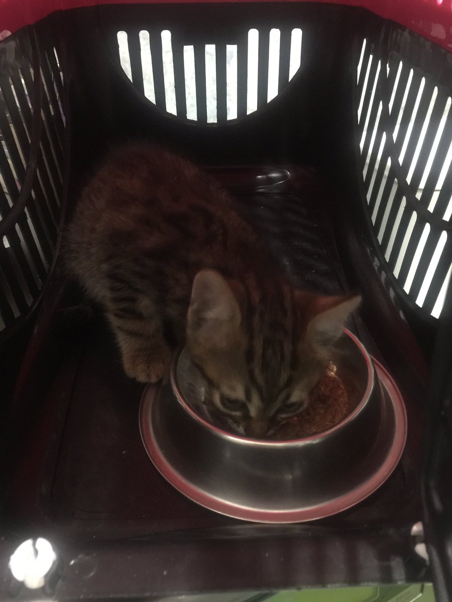 d365tr's tweet photo. bu kucuk #kedi butun gece agladi mahallede ben de dayanamadim eve aldim ama bizim kedi asiri tepki gosterdi. 
#acil olarak #sahiplendirmek istiyorum. ilk kontrollerini bugun veterinerde ben yaptiracagim (asi vb). 
#istanbul icinde bugun sahiplenebilecek birileri var mi? https://t.co/VcCcJ2rHo1