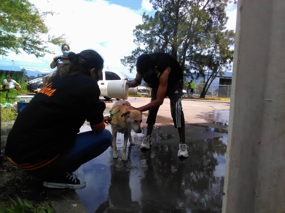 JuventudIncesTa's tweet photo. Un día mas en el PASI nuestra juventud del INCES Tachira cumple una nueva labor esta vez con las mascotas que tenemos en nuestro PASI Talento Deportivo dándoles un pequeño baño https://t.co/KsQAYd1wgv