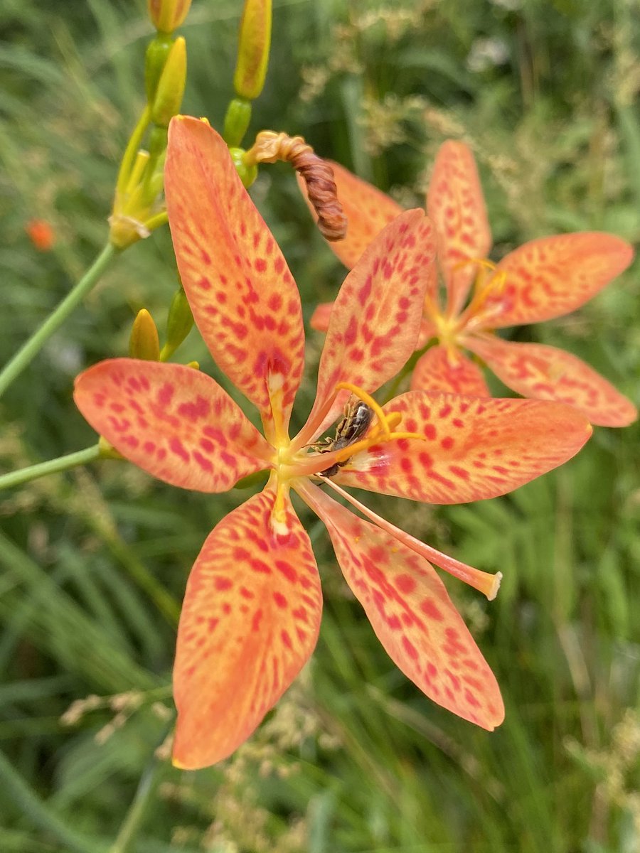 シオザキソウ 帰化植物見本園 ヒオウギ も咲き始めました 在来のアヤメ科植物ですが 比較として帰化植物見本園で育ててます 真っ黒な種は 射干玉 ぬばたま と呼ばれ 黒 闇 の枕詞として和歌に詠まれていたり