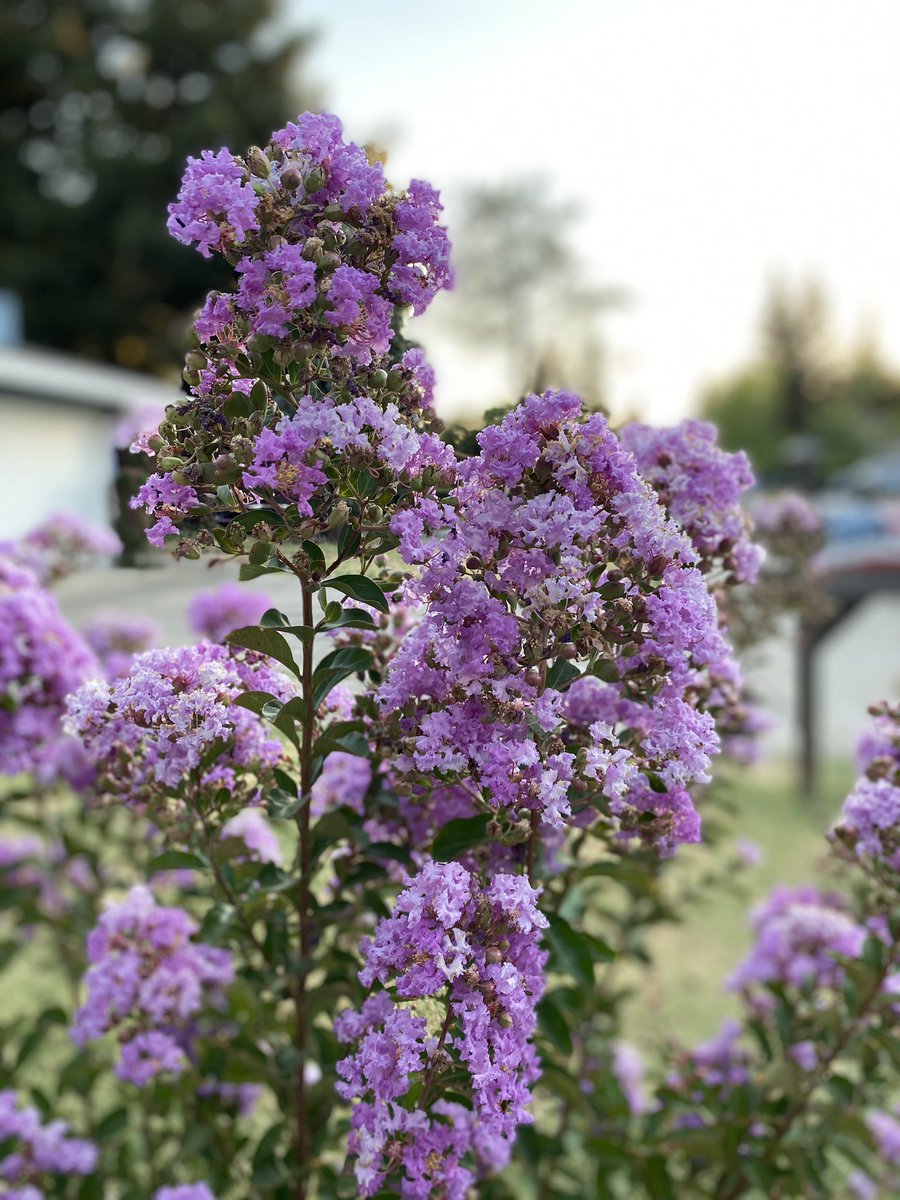 CalliopeClay's tweet photo. Found new flowers in the Grove today and wanted to share 💖🌸 https://t.co/oRgEb1R5xy