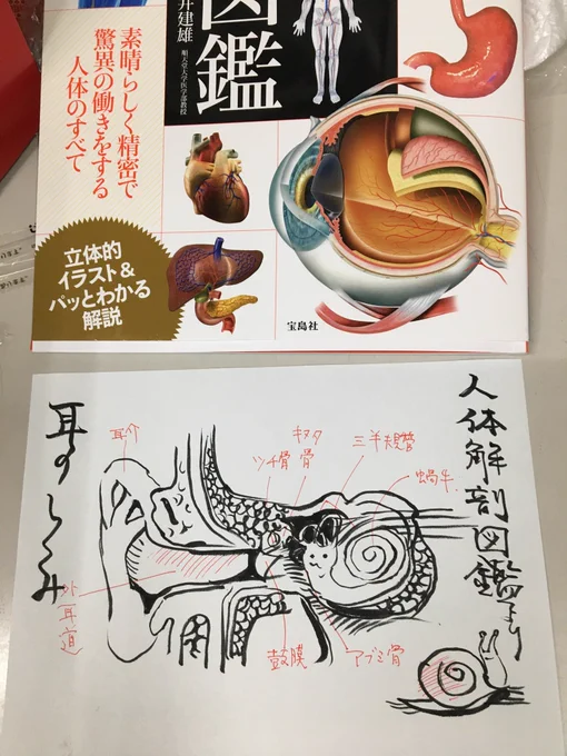 今日の昼休み10分スケッチ、本当に雑誌なくて、「世界一簡単にわかる人体解剖図鑑」から耳の仕組みです。偏食なく描くのが自分の中決まりだからネ。 