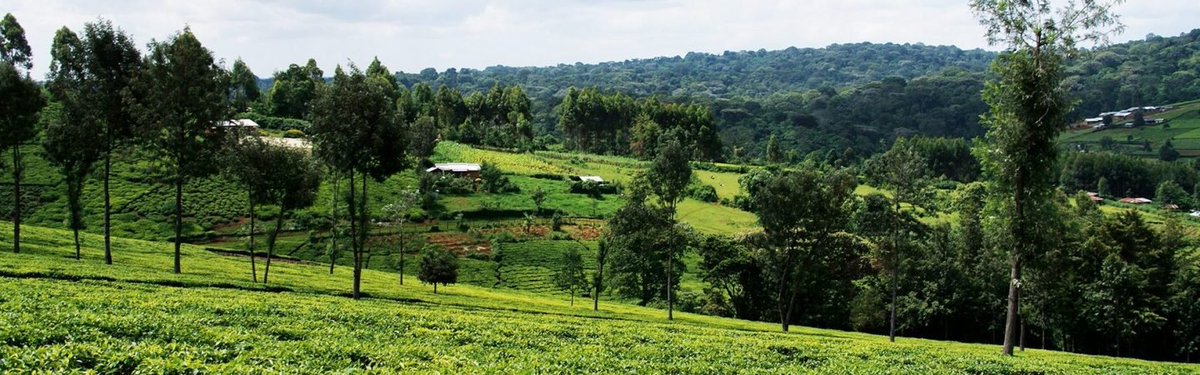 36/ForestlandIllegal and irregular excisions of forest land have reduced forest cover from 30% of landmass in 1895 to 3% at independence to 1.7% in 2003. 299,077ha of forest has been excised for example: 11,000 ha for Nyayo Tea Zones and 1,125ha from Ngong & Karura forests.