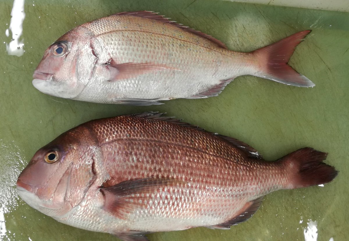 大泉博之 魚よし 元住吉の魚屋 営業は終了しました 真鯛の話の続き あとね 体つきとかも違ってますね 下の方 養殖鯛 がコロッと太ってます やはり 餌が良いし 腹一杯食べられるからね まだ続く