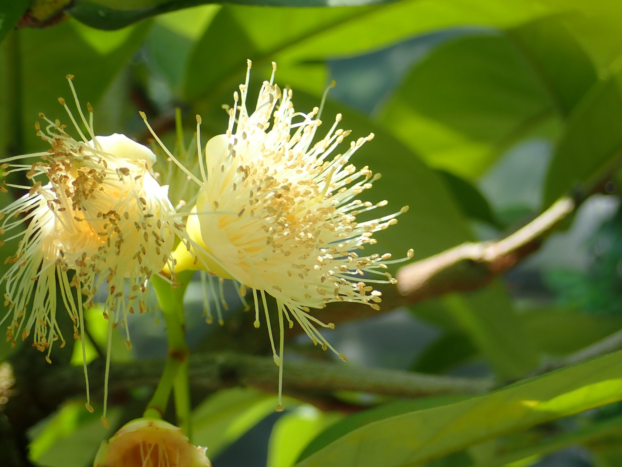 神代植物公園 ニュース على تويتر スタッフより 園芸係 大温室エントランスにオオフトモモを展示中 1鉢に花と果実の両方が付いています オオフトモモは 熱帯アジア原産のフトモモ科の常緑小高木 果樹として 熱帯 亜熱帯で栽培されます 花は白色で 果実は