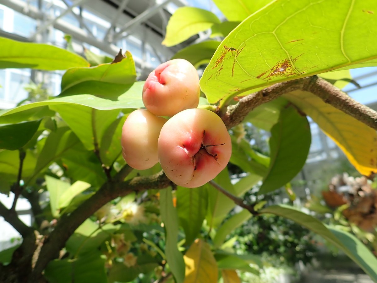 神代植物公園 ニュース على تويتر スタッフより 園芸係 大温室エントランスにオオフトモモを展示中 1鉢に花と果実の両方が付いています オオフトモモは 熱帯アジア原産のフトモモ科の常緑小高木 果樹として 熱帯 亜熱帯で栽培されます 花は白色で 果実は