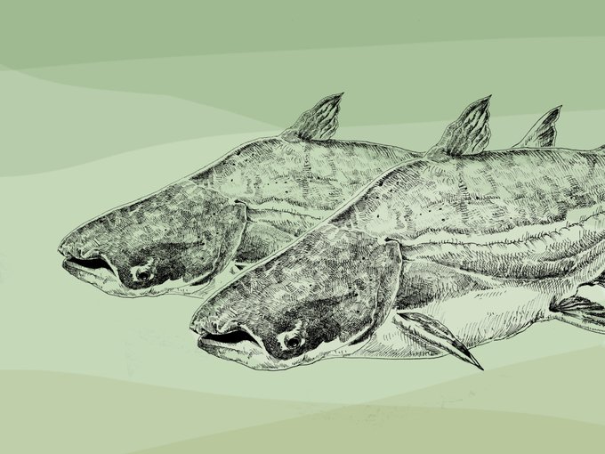 水槽 高画質 のtwitterイラスト検索結果