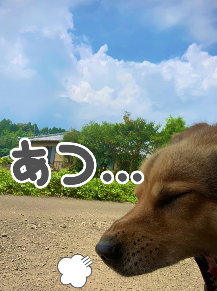 幽霊犬ゼロ Komame Twitter