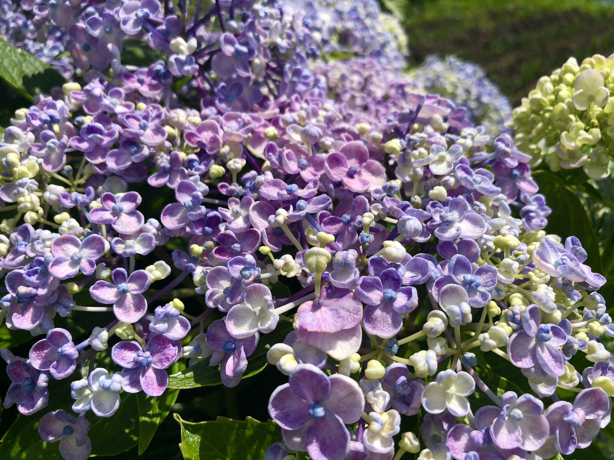 おたふく紫陽花 Twitter Search Twitter