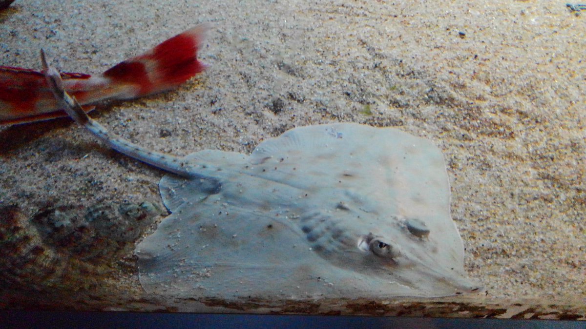 男鹿水族館gao 公式 Gaoエイシリーズ ガンギエイです 北海道から東シナ海 黄海に分布します 秋田では カスベ と呼んでいるエイの1種類で 干物をスーパーで見た方もいるかもしれません お祭りやお正月などには干したカスベを戻し 甘辛く煮て