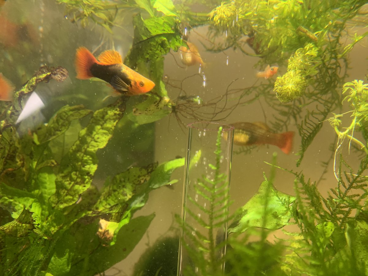 rpg7twit's tweet photo. We got Joshua a fish tank and some #platys last year, and they must like it here because they keep having babies ๐ฌ https://t.co/0nz5xGNHOq