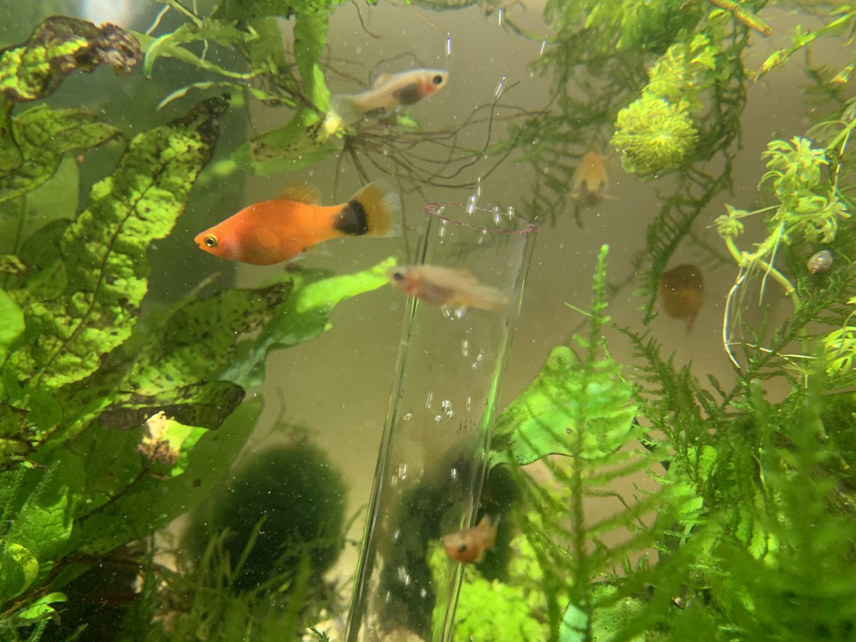 rpg7twit's tweet photo. We got Joshua a fish tank and some #platys last year, and they must like it here because they keep having babies ๐ฌ https://t.co/0nz5xGNHOq