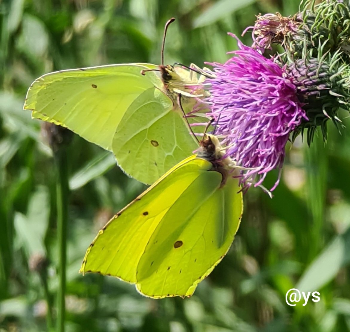 Vlindervlogger's tweet photo. Mooie dag vandaagπ¦ππΈ!
#citroenvlinders op de #kruldistel
#dagvlinders #Pinkenberg #indenatuur https://t.co/FTf0VNCcMA