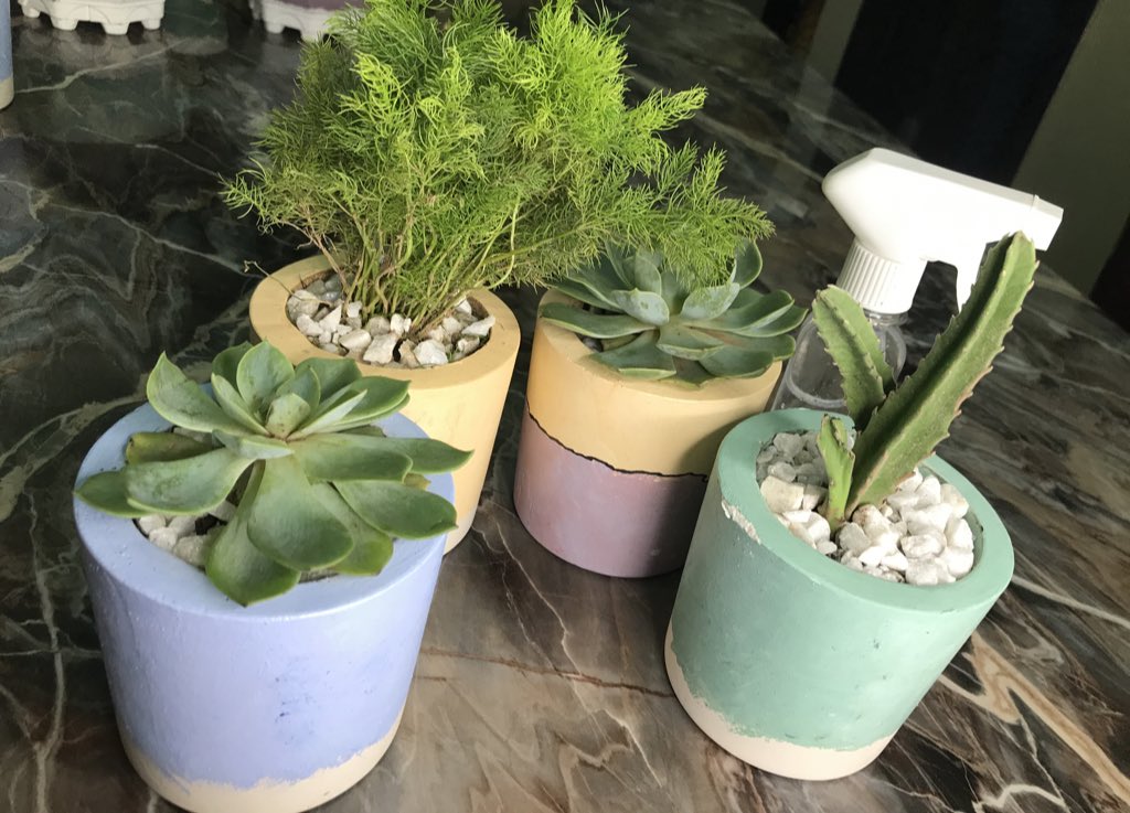 ekondolife's tweet photo. Love grows here ❤️ and would grow anywhere you plant it. 

Get these lovely indoor plants here.

Plant &amp; Pot - NGN3,500

#experienceekondo #abujadecor #lagosdecor https://t.co/Y3Udy0gdov