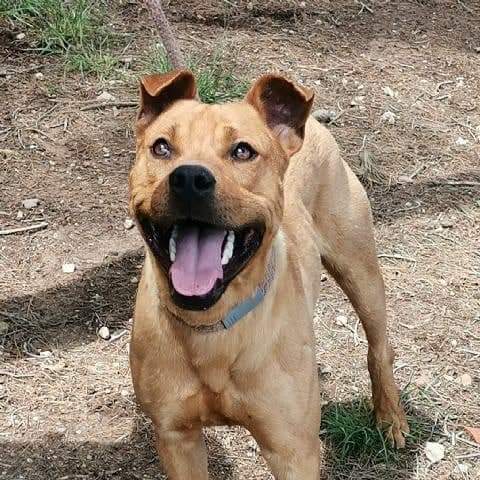 voluntacaad's tweet photo. 🐾Oliver🐾
Fue recogido en Mediona (Urb Monterey Park) y nadie lo ha reclamado!!
#FemXarxa #XarxaBarcelonaAdopcions #XarxaTarragonaAdopcions #Penedès #Garraf #Anoia #adopta #AdoptaNoCompres #AdoptDontShop #pets #tinençaresponsable #sitges #Vila #2millorque1 https://t.co/WPaJns9qJg