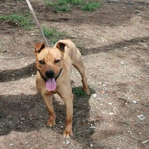 voluntacaad's tweet photo. 🐾Oliver🐾
Fue recogido en Mediona (Urb Monterey Park) y nadie lo ha reclamado!!
#FemXarxa #XarxaBarcelonaAdopcions #XarxaTarragonaAdopcions #Penedès #Garraf #Anoia #adopta #AdoptaNoCompres #AdoptDontShop #pets #tinençaresponsable #sitges #Vila #2millorque1 https://t.co/WPaJns9qJg