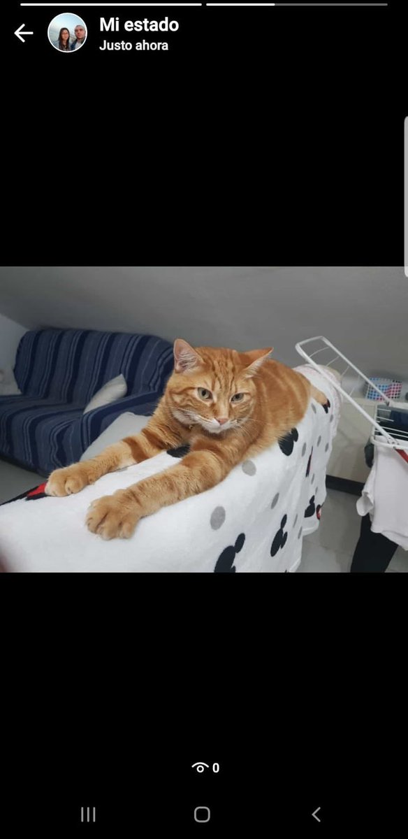 HuellasAlmansa's tweet photo. 🆘URGENTE🆘

Se ha perdido en Almansa por la calle bonete, al lado del bar alejo. Un vecino le abrió la puerta del rellano sin pensar que podía ser de alguien de la comunidad el jueves 16 de julio.
Atiende al nombre de Wiwi, lleva un collar azul con cascabel y es muy casero. https://t.co/iyfPch6JVR