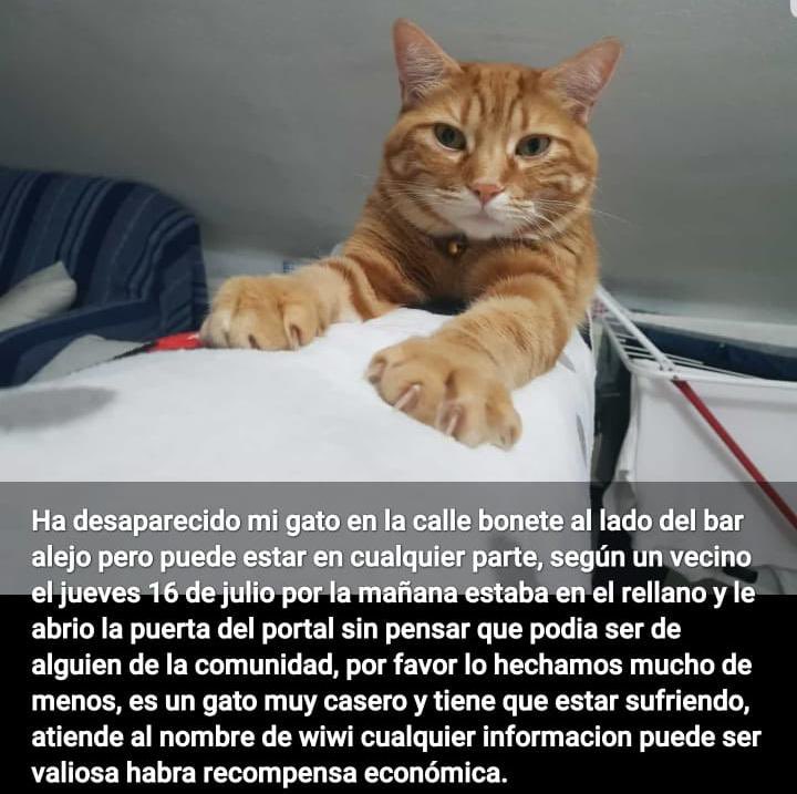 HuellasAlmansa's tweet photo. 🆘URGENTE🆘

Se ha perdido en Almansa por la calle bonete, al lado del bar alejo. Un vecino le abrió la puerta del rellano sin pensar que podía ser de alguien de la comunidad el jueves 16 de julio.
Atiende al nombre de Wiwi, lleva un collar azul con cascabel y es muy casero. https://t.co/iyfPch6JVR