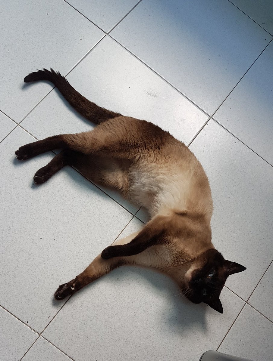 Apez140's tweet image. ¿ Misomiauuouauuu..?
A ver si me hacen #Mimitos 😸😸.
Alegría Mundo,
#Zarpacitos cariñosos van ######,
Gatito. 😽😽😽.
¡ Misouu ! 
Y de Hada y el #Barbas,😹😹😹😹,
Abrazos y Besos...🧚‍♂️😎