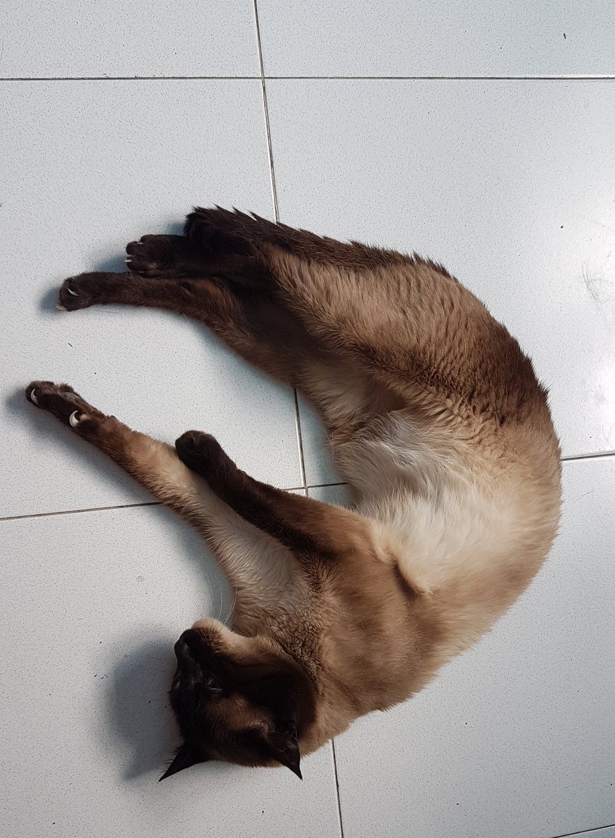 Apez140's tweet image. ¿ Misomiauuouauuu..?
A ver si me hacen #Mimitos 😸😸.
Alegría Mundo,
#Zarpacitos cariñosos van ######,
Gatito. 😽😽😽.
¡ Misouu ! 
Y de Hada y el #Barbas,😹😹😹😹,
Abrazos y Besos...🧚‍♂️😎