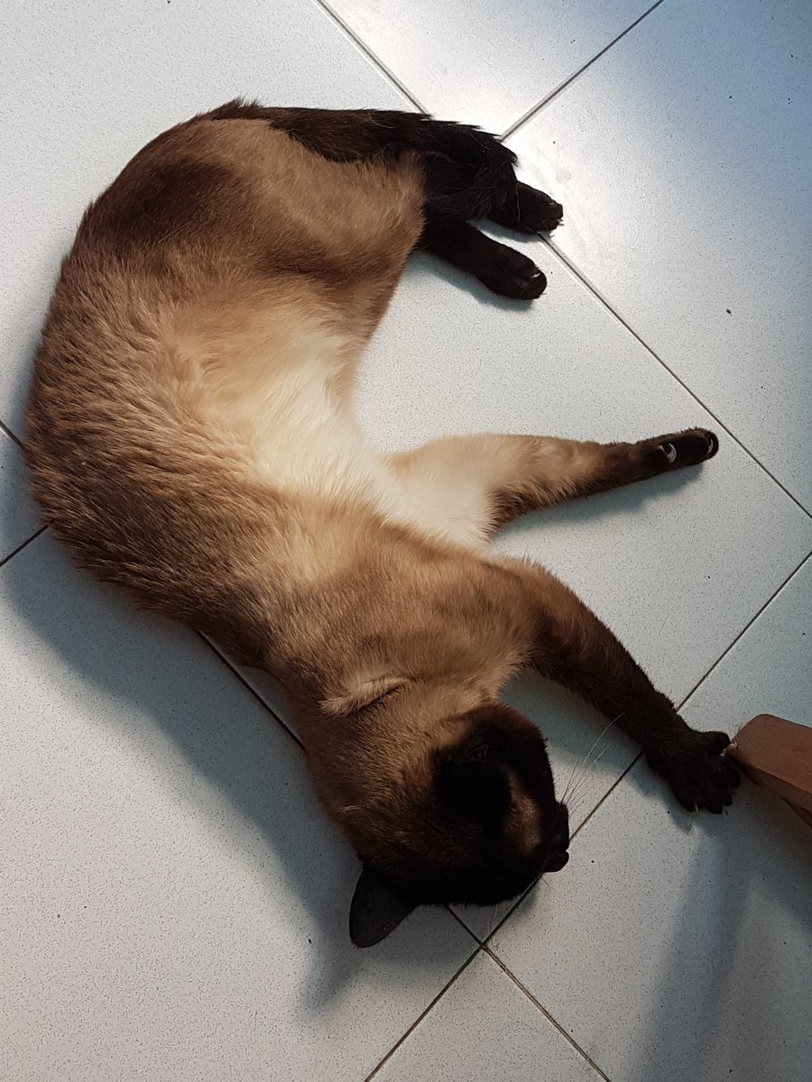 Apez140's tweet image. ¿ Misomiauuouauuu..?
A ver si me hacen #Mimitos 😸😸.
Alegría Mundo,
#Zarpacitos cariñosos van ######,
Gatito. 😽😽😽.
¡ Misouu ! 
Y de Hada y el #Barbas,😹😹😹😹,
Abrazos y Besos...🧚‍♂️😎